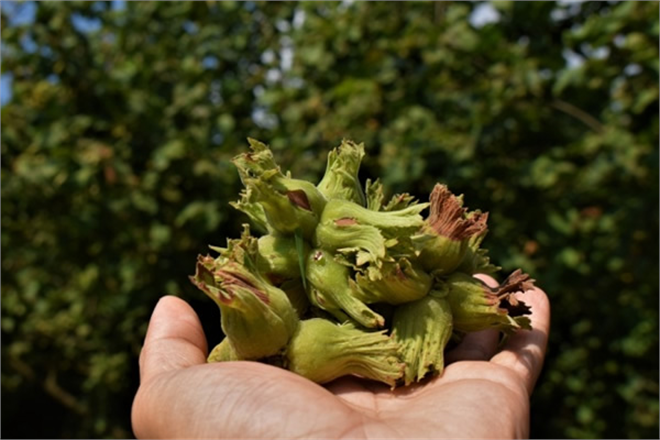 DÜZCE DE FINDIK HASADINA BAŞLANDI