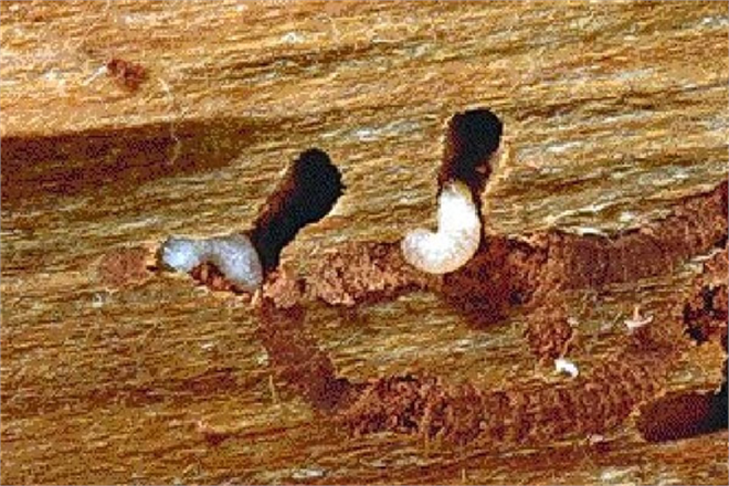 YAZICI BÖCEKLERE DİKKAT