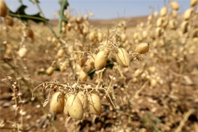 GÜRÜN DE NOHUT HASADI YAPILDI