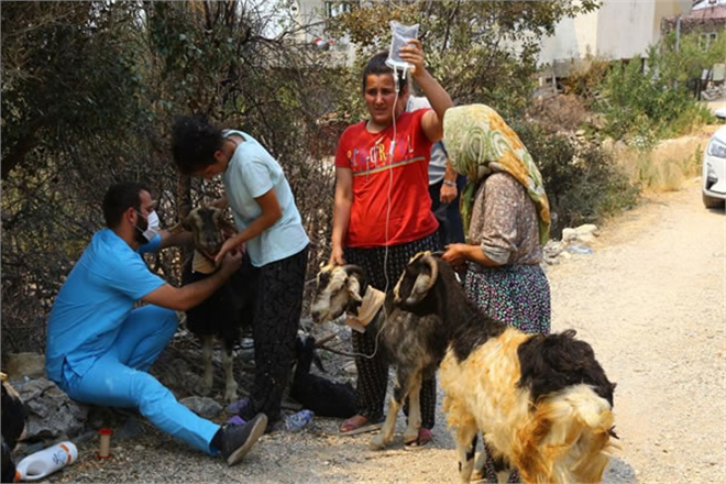 GÖNÜLLÜ VETERİNELER YARDIM ELİNİ UZATTI!