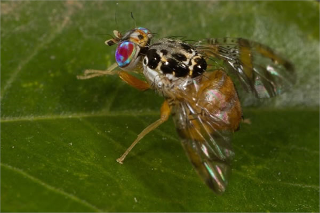 AKDENİZ MEYVE SİNEĞİ KONTROLLERİNİZİ SIKILAŞTIRIN