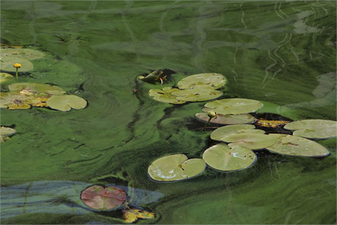 İKLİM DEĞİŞİKLİĞİ NEHİRLERDE ÇİÇEKLENME DÖNEMİNİ UZATTI