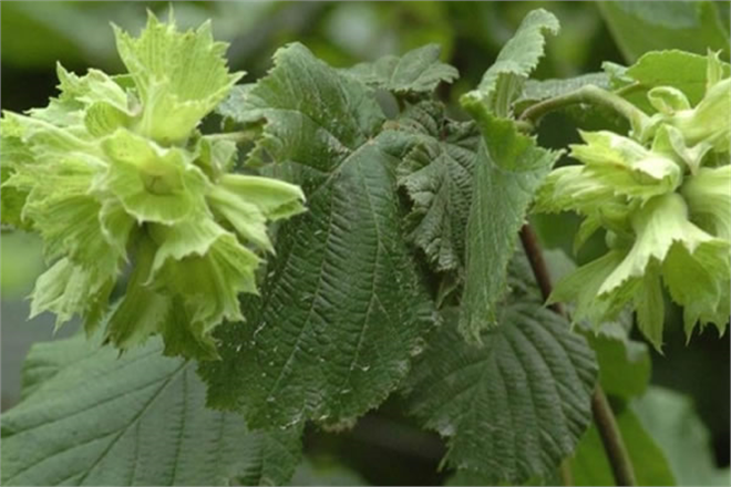 ÖRNEK FINDIK BAHÇESİ PROJESİ İLE FINDIKTA VERİM VE KALİTE ARTIRILACAK