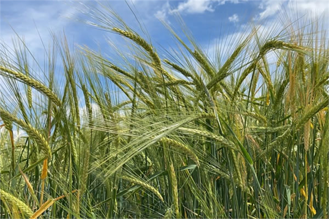 TESCİLLİ ARPA ÇEŞİDİ YAĞMUR VERİMİYLE ÇİFTÇİNİN YÜZÜNÜ GÜLDÜRECEK