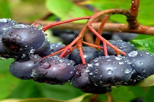 Tarımda Yeni Gözde: Aronya