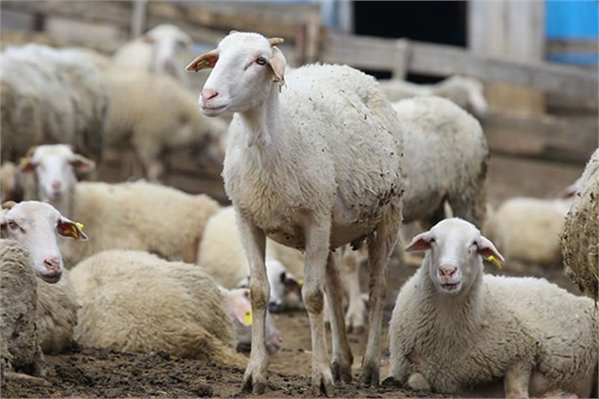 DESTEKLEMELERİ UYGULAMA TEBLİĞİ NDE DEĞİŞİKLİK