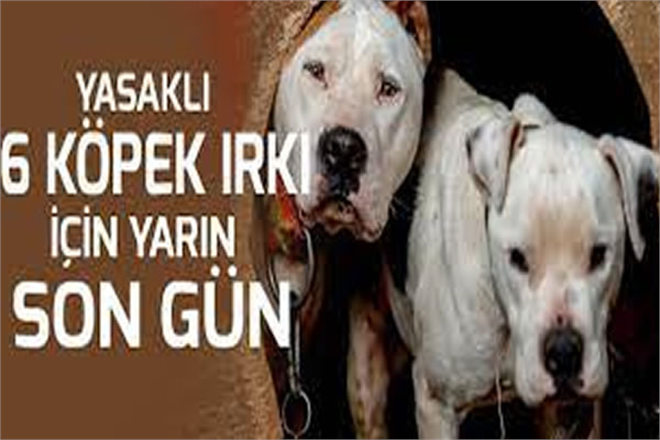YASAKLI 6 KÖPEK IRKININ KAYIT ALTINA ALINMASI İÇİN YARIN SON GÜN