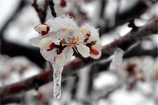 Zirai Don Olayından Korunma Yöntemleri