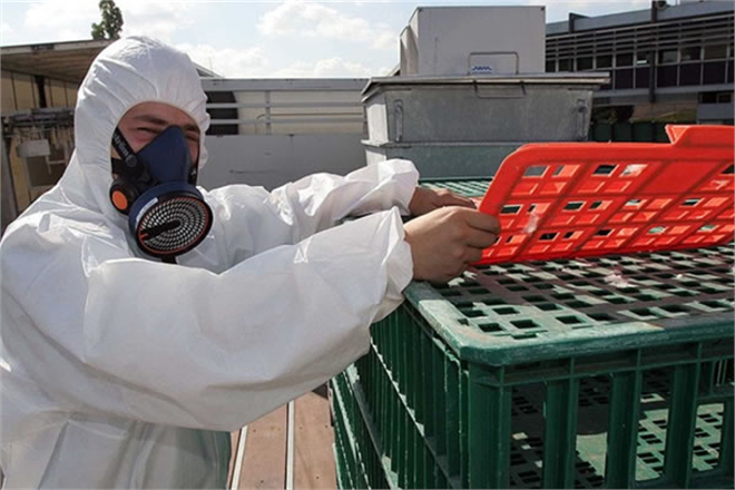 1 Milyon Kümes Hayvanı İtlaf Edilecek