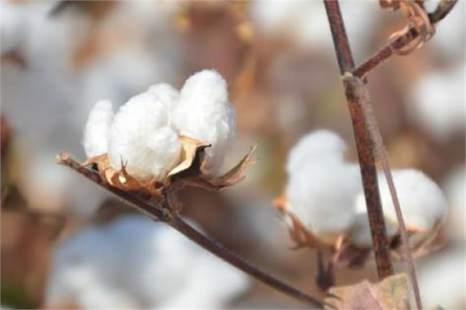 EMTİA PİYASASINDA 2021 YILININ SON HAFTASINDA KARIŞIK BİR SEYİR İZLENİRKEN FİYATI EN ÇOK YÜKSELEN ÜRÜN YÜZDE 4 8 İLE PAMUK OLDU