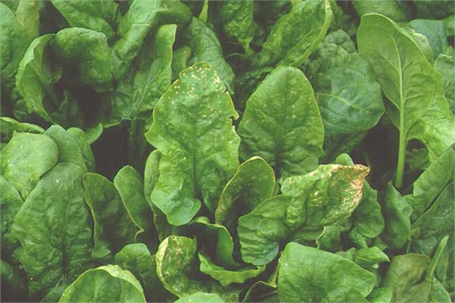 Ispanak Yaprak Lekesi Hastalığına Dikkat