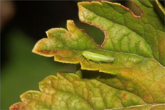 Yaprak Pireleri Zararına Karşı Dikkat