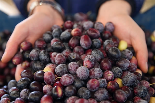 Marmara Birlik Alım Fiyatlarını Açıkladı!