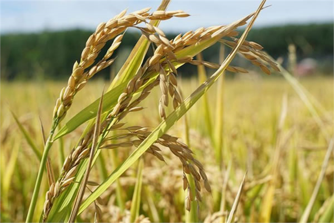 ÇELTİK ALIM FİYATLARI ARTIRILDI