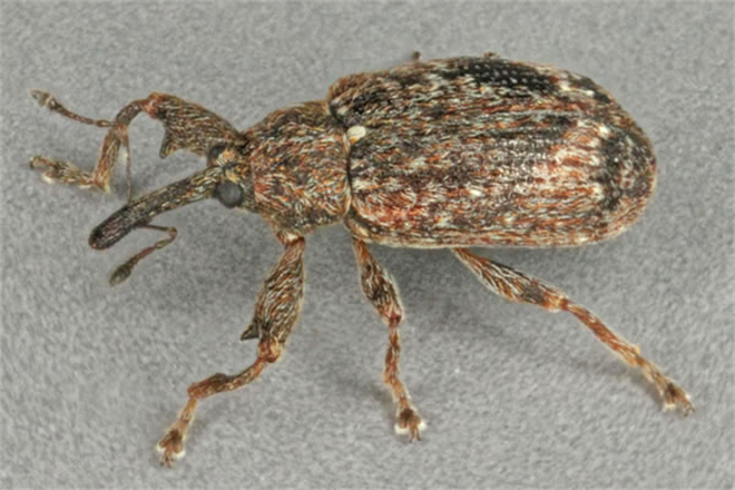 Elma Göz Kurdunda Mücadele Zamanı