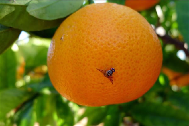 Turunçgillerde Akdeniz Meyve Sineği