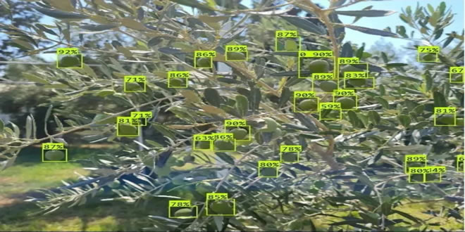 Merve ARAL ve Ekibi nin Tabit Desteğiyle Görüntüleme Teknikleri ile Zeytin Ağaç Yükü ve Rekolte Tahmini Konulu Projesi Tübitak Tarafından Onaylandı