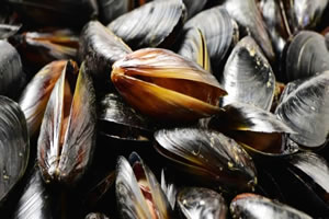 Yalova`da Midye Yetiştiricileri Sertifikalarını Aldı