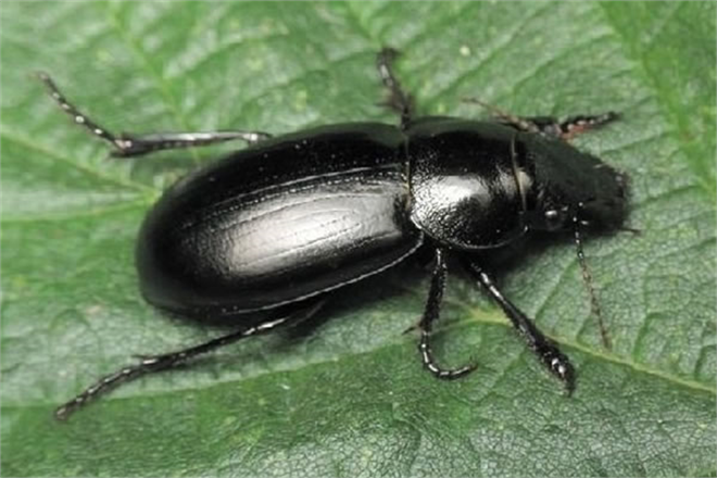 Ekin Kambur Böceği İle Mücadele