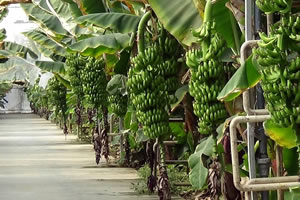 Antalya da Çıkan Hortumda Muz Seraları Zarar Gördü