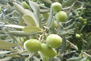 Demirci de Çiftçilere Zeytin Fidanı Dağıtıldı