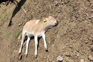 Kayseri de 6 Mahallede Şap Karantinası Başlatıldı
