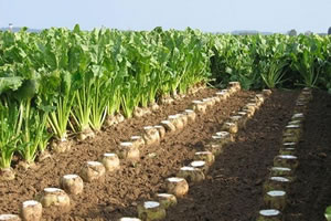 Tokat ta Afrikalı Öğrenciler Pancar Hasadına Katıldı