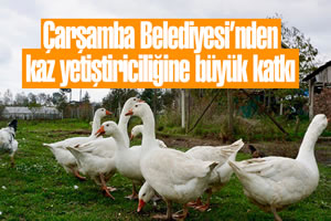 Çarşamba Belediyesi nden Kaz Yetiştiriciliğine Büyük Katkı