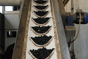 Gemlik Zeytininin Yağhane Yolculuğu Başladı