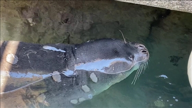 Hatay da Akdeniz Fokunun Korunmasına Yönelik Çalışmalar Sürüyor