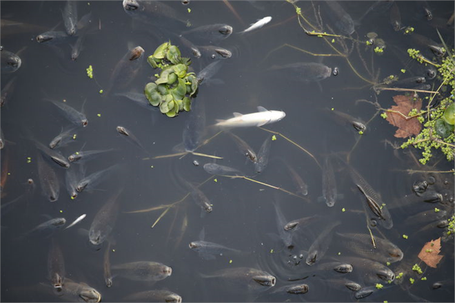 Hatay da Balık Ölümleri Görülmesi Üzerine İnceleme Başlatıldı