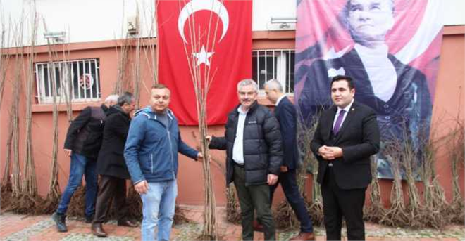 Taşova da Kiraz ve Kuşburnu Fidanı Dağıtıldı