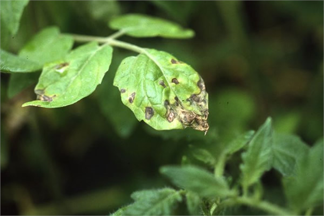 SEBZELERDE SEPTORİA LEKE HASTALIĞI