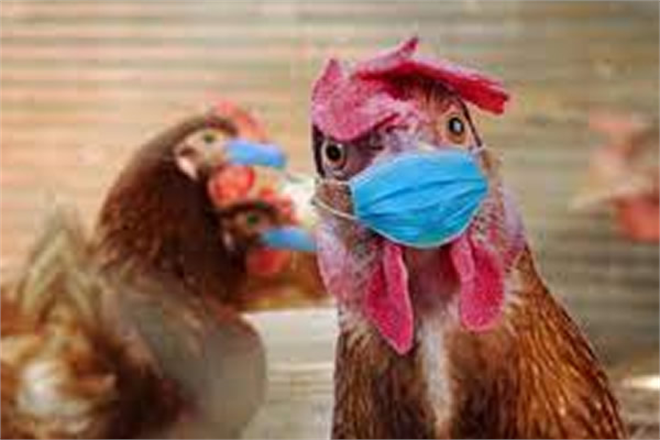 Kuş Gribinden 168 Bin Tavuk İtlaf Edildi