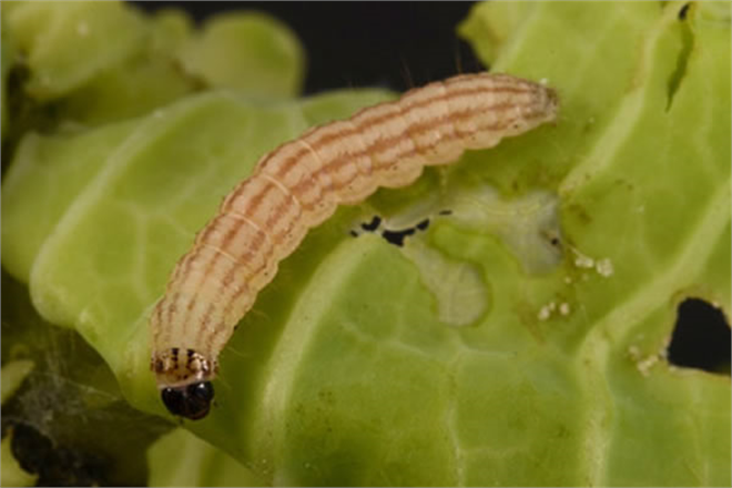 LAHANA GÖBEK KURDUNA DİKKAT