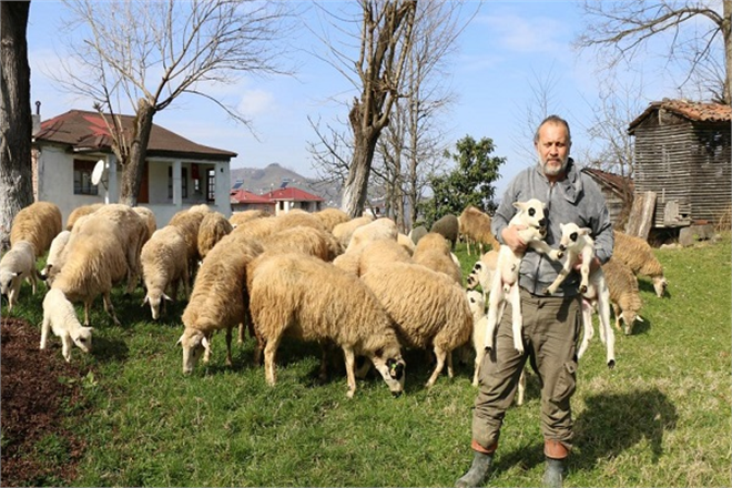Ordu da Koyun Yetiştiriciliği Geliştiriliyor