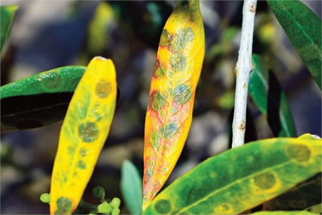 ZEYTİNDE HALKALI LEKE HASTALIĞI MÜCADELESİ