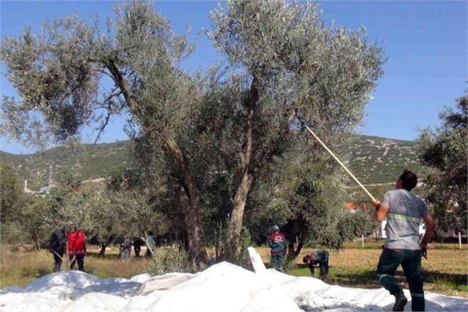 İhtiyaç Sahiplerine Zeytinyağı Belediyeden