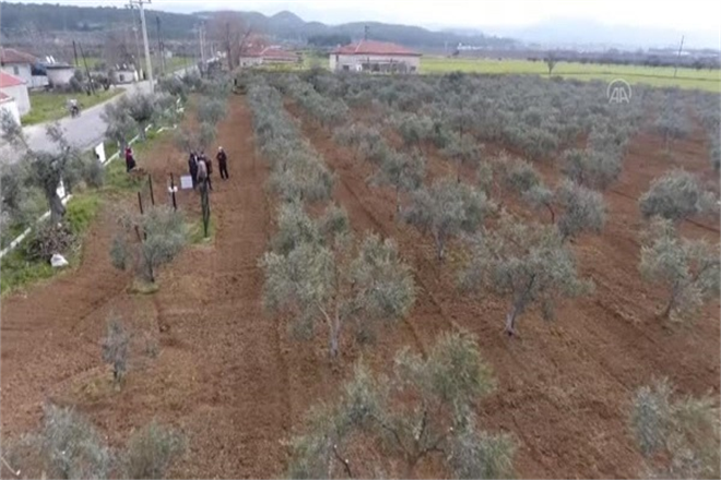 Zeytincilik Çalıştayı`na Katılanlar Zeytin Alanlarını İnceledi