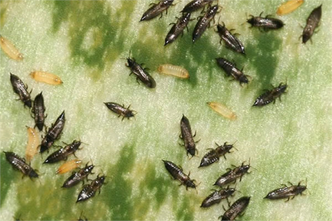 ÇİÇEK THRİPSLERİNE DİKKAT