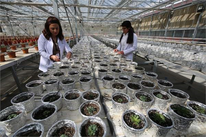 Nesli Tükenme Tehlikesi Altındaki 2 Bitki Türü Laboratuvarda Üretildi