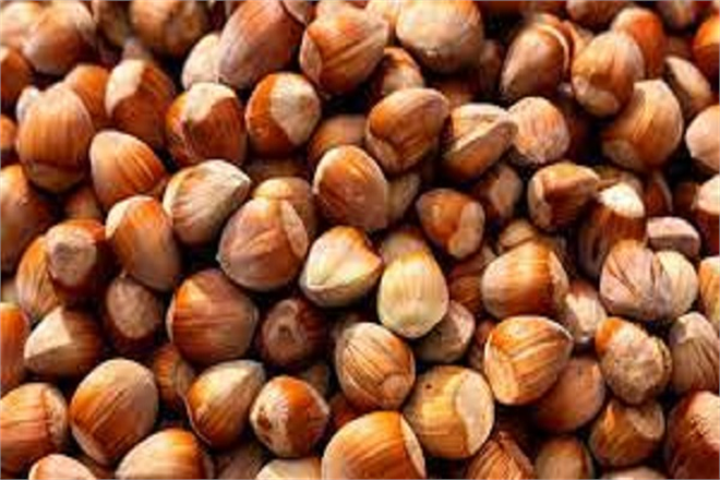 Kozalak Akarına Dikkat