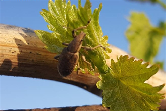 Bağ Maymuncuğu ve Hortumlu Böceğe Dikkat