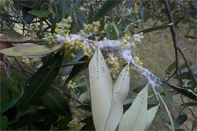 Pamuklu Bit Zararlısına Karşı Mücadele Zamanı