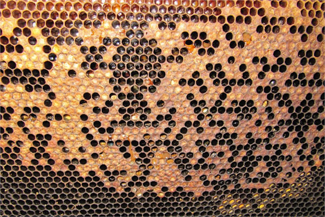 Arıcılar Önlem Almalı