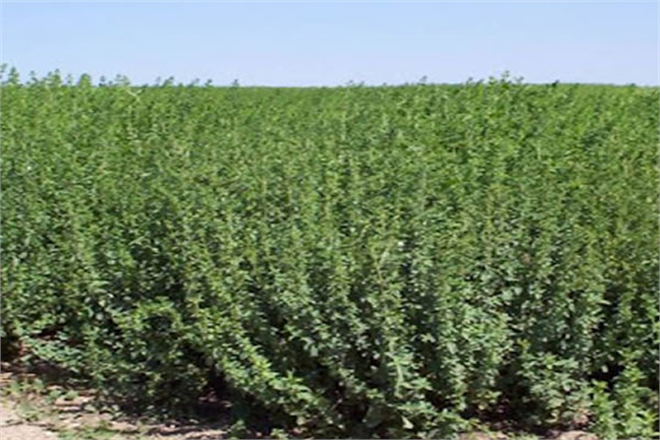 Türkiye de Tıbbi ve Aromatik Bitki İhracatı Artıyor