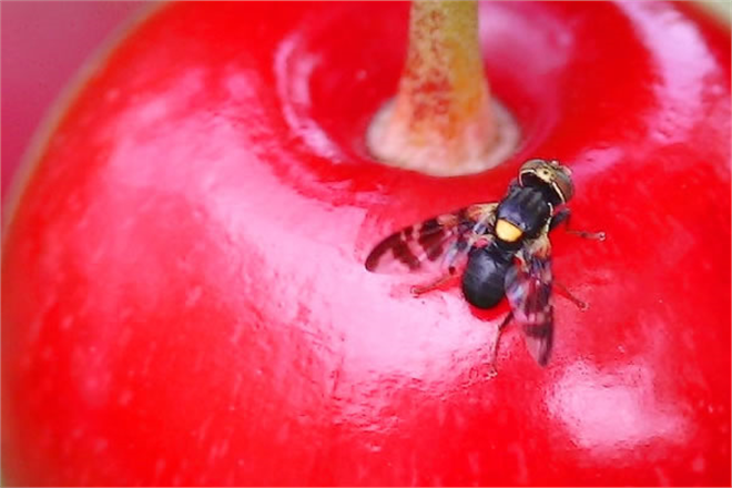 Kiraz Sineği İle Mücadele