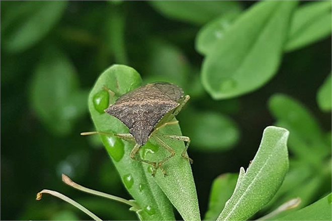 Buğdayda Süne Zararlısına Dikkat