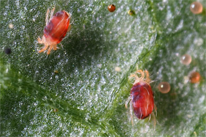 Kırmızı Örümcek İle Mücadele Yöntemleri