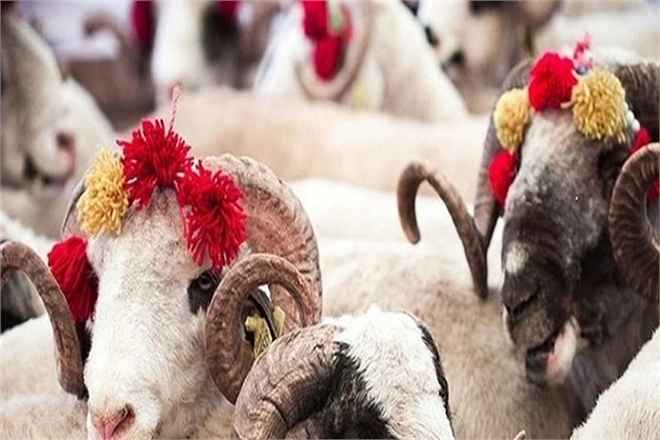 Kurban Kesim Esasları Belirlendi